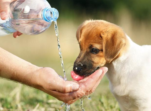 金毛幼犬特喜欢喝水（不管狗狗多大，如果它一直喝水，有可能是这几个原因）