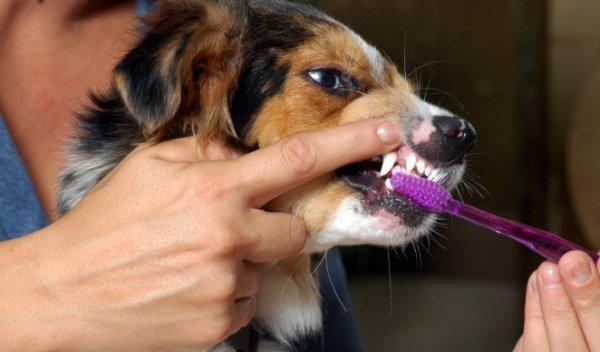 金毛多大开始长牙齿（幼犬什么时候开始长牙？关于幼犬长牙的周期。主人需要注意什么）