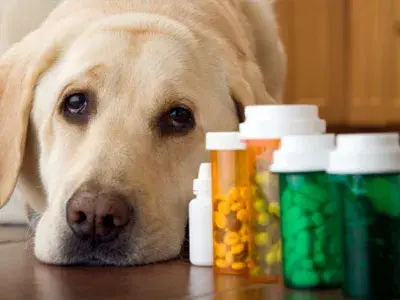 金毛狗抗生素用哪种（养狗常备药：狗狗的小药箱怎么配置？）