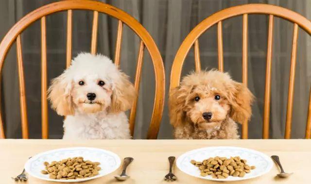 3个月的金毛吃多少狗粮好（狗粮怎么喂，喂多少？）