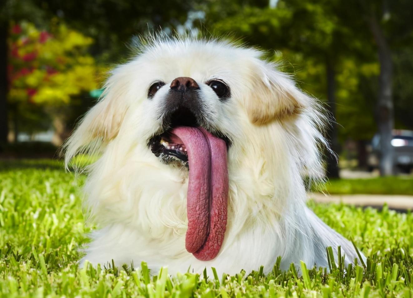 小金毛吐舌头怎么回事（狗狗喜欢“吐舌头”，除了散热之外，还有这6个原因）