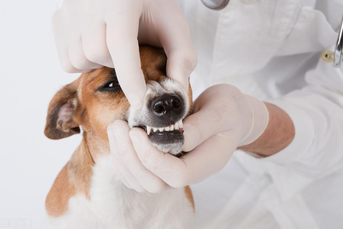 金毛几个月掉牙最严重（狗狗的换牙期是什么时候？需要注意什么？）