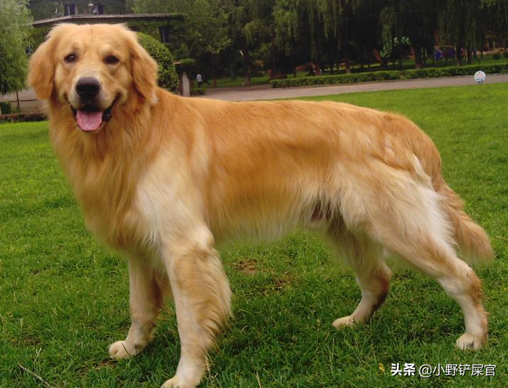 导盲犬金毛幼犬（具备导盲犬资质的金毛，到底有哪些特点？你家狗狗可以胜任吗？）