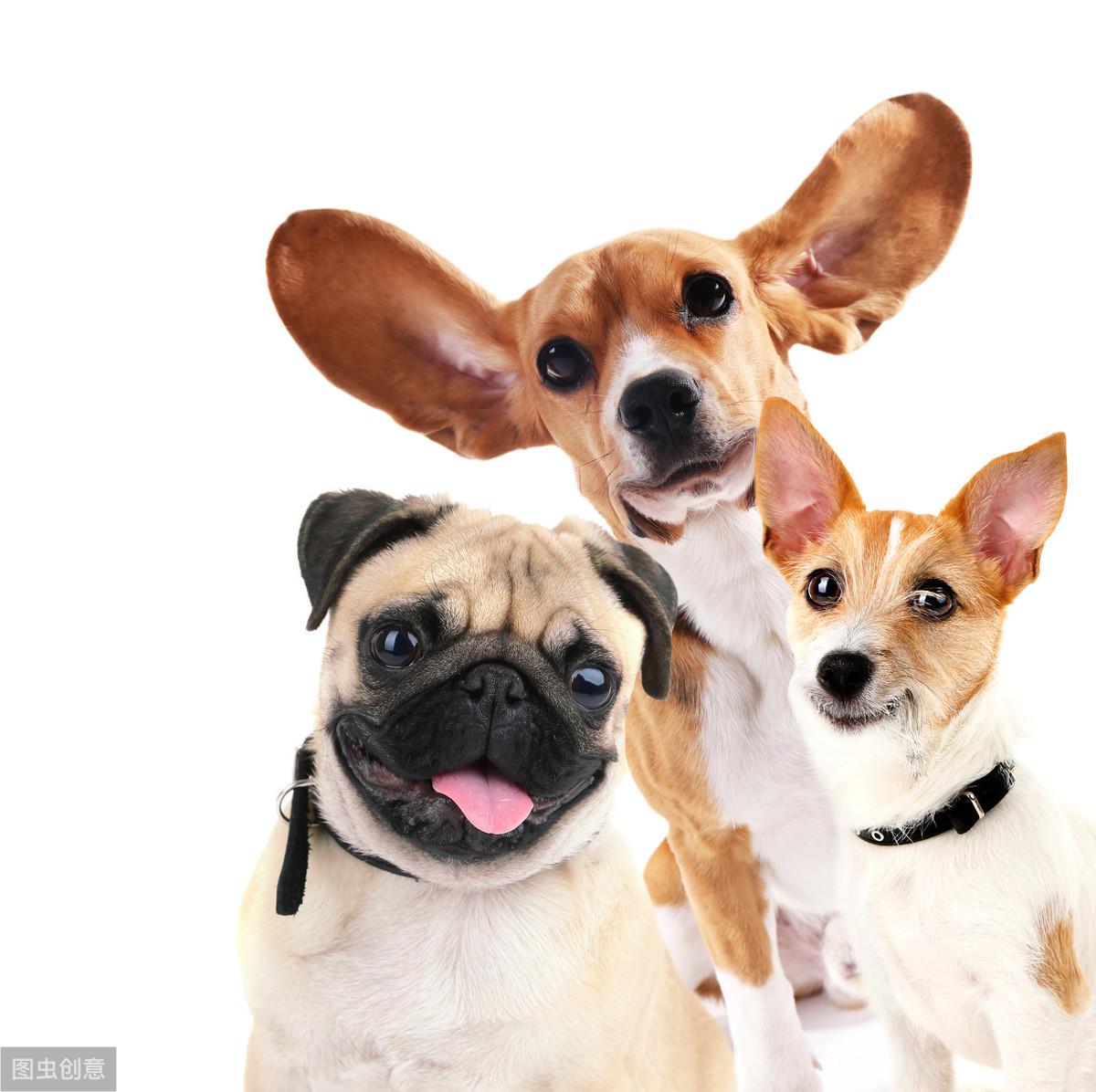 金毛中耳炎怎么治疗（这些耳道疾病可以引起狗狗耳血肿，我们应该如何治疗和预防） - 宠物 - 布条百科
