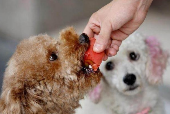 金毛能吃什么蔬菜吗（舌尖上的美味：对狗狗有益的6种蔬果，便宜又健康！）