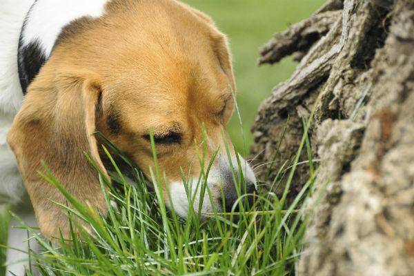 十月大的金毛犬爱吃粪便怎么办（狗狗吃便便，不止一个原因，到底可以怎么制止它这个“恶习”？）