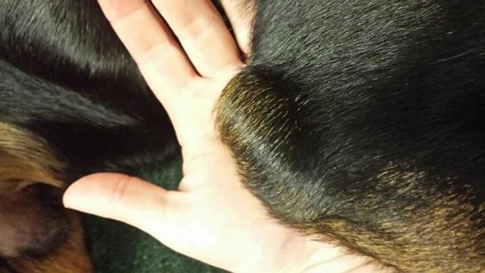 金毛犬手肘位置感染（狗狗肘上出现肿块？很有可能是患上滑囊炎了，别让它继续睡地板了）