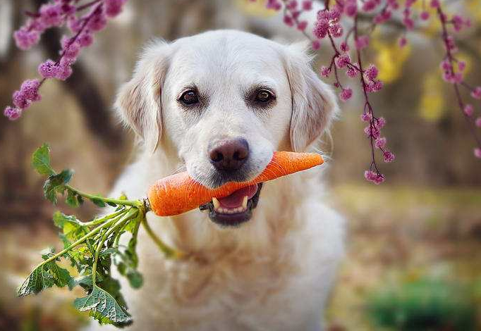 金毛幼犬能吃炒胡萝卜吗（狗狗长期吃胡萝卜好吗？别过量喂食，容易中毒）