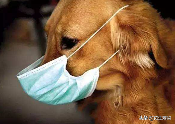 金毛幼犬气管炎（冬季狗狗咳嗽不是小事，小心是支气管炎，预防和治疗都要做好）