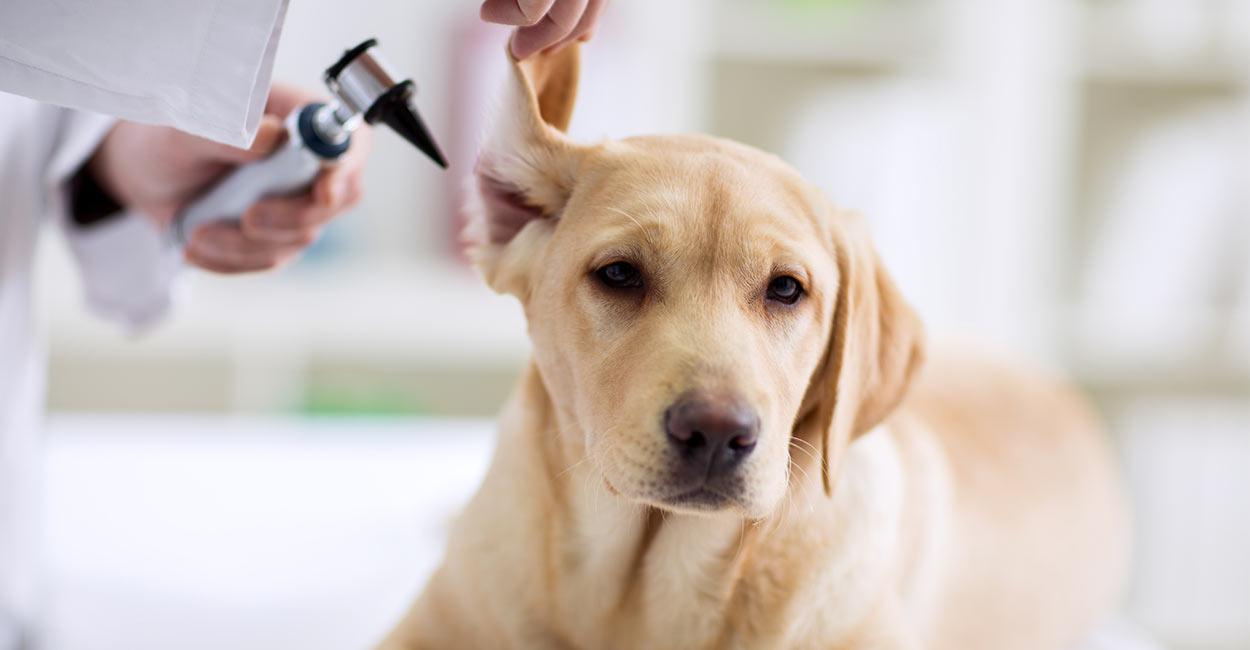 金毛耳朵多久清理一次（狗狗耳朵有点脏，该多久清洁一次狗狗耳朵？其实大多时候不需要）
