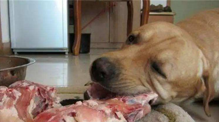 金毛四个月能吃猪头肉吗（狗狗不能吃猪肉？这个说法对吗？）
