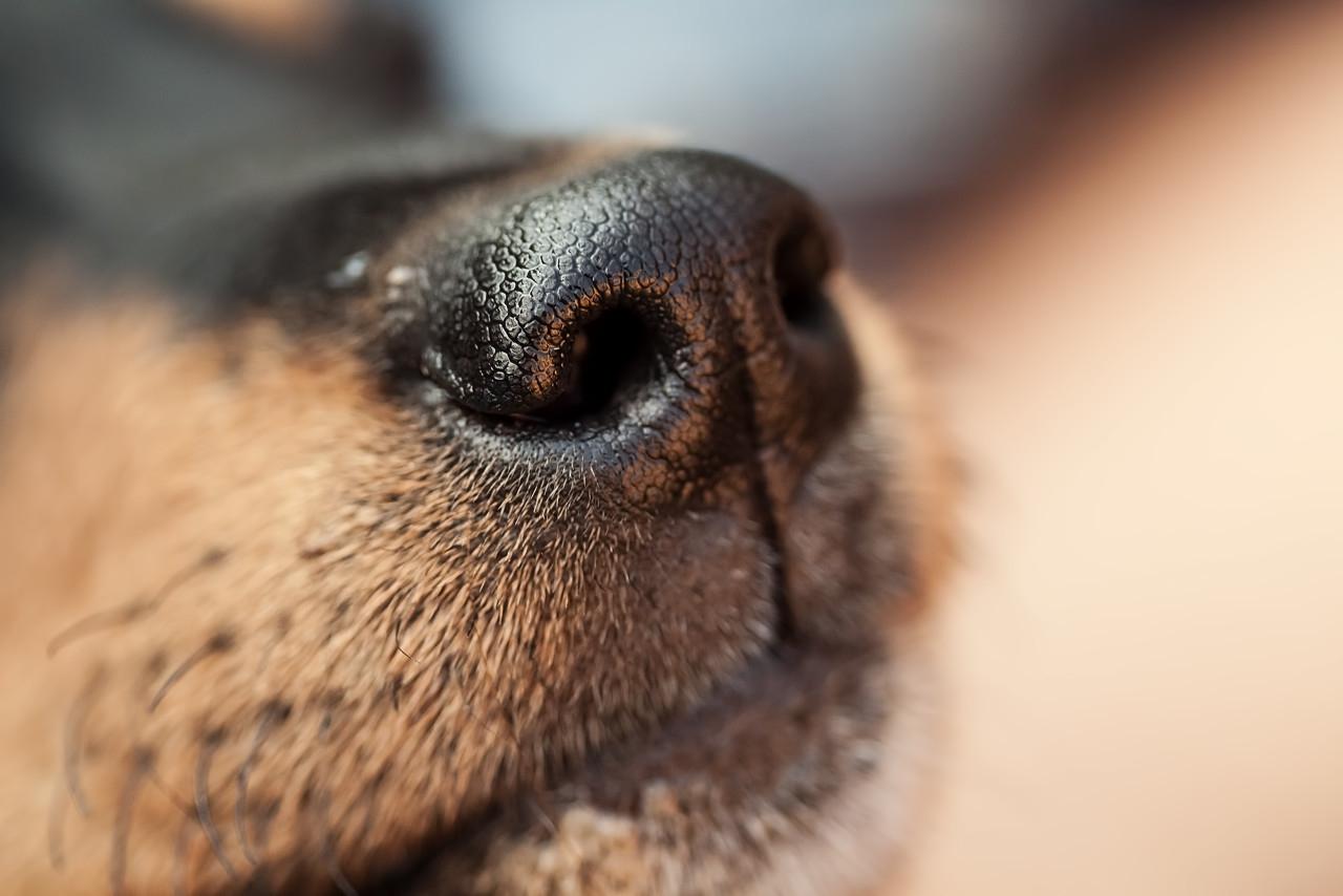 金毛睡觉鼻子也湿(为什么狗狗的鼻子总是湿湿的，如果是干干的就代表生病了吗)