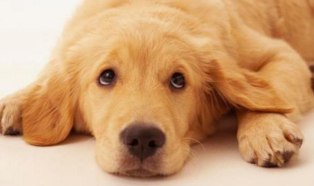 金毛幼犬体味大什么原因（金毛体味重吗？是什么原因导致的呢？小编为你科普一下吧）
