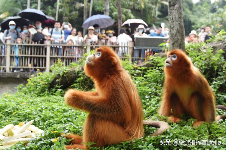 深圳野生动物园攻略必玩景点(深圳野生动物园还是很值得一去的，深野的游览体验可以达到4.5星)
