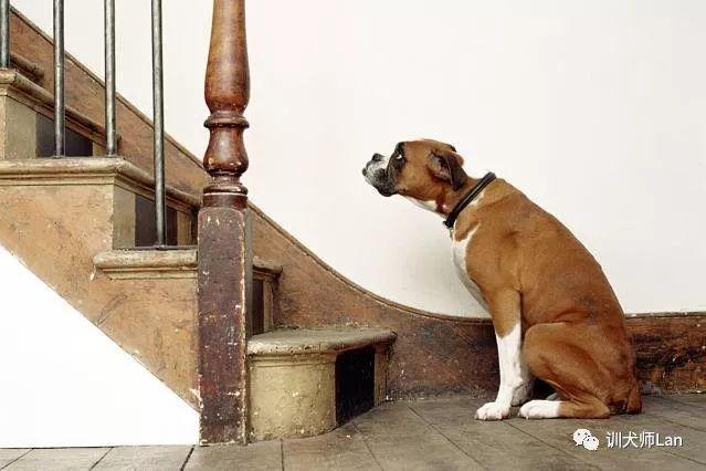 两个月金毛怕下楼梯（怎样帮助狗狗克服害怕上下楼梯的问题？）
