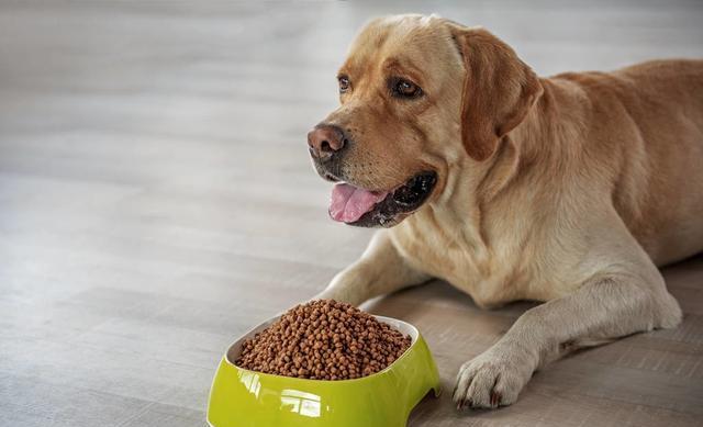金毛没有狗粮吃什么好（宠物专家提示：狗狗不吃狗粮，也能吃的6种食材！）