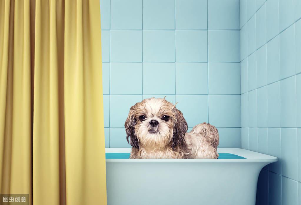 金毛洗澡步骤（给狗狗洗澡，你的方法真的正确吗？）