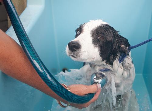 金毛洗澡多久一次（给狗狗洗澡，多久洗一次合适？除了洗干净还能做什么？）