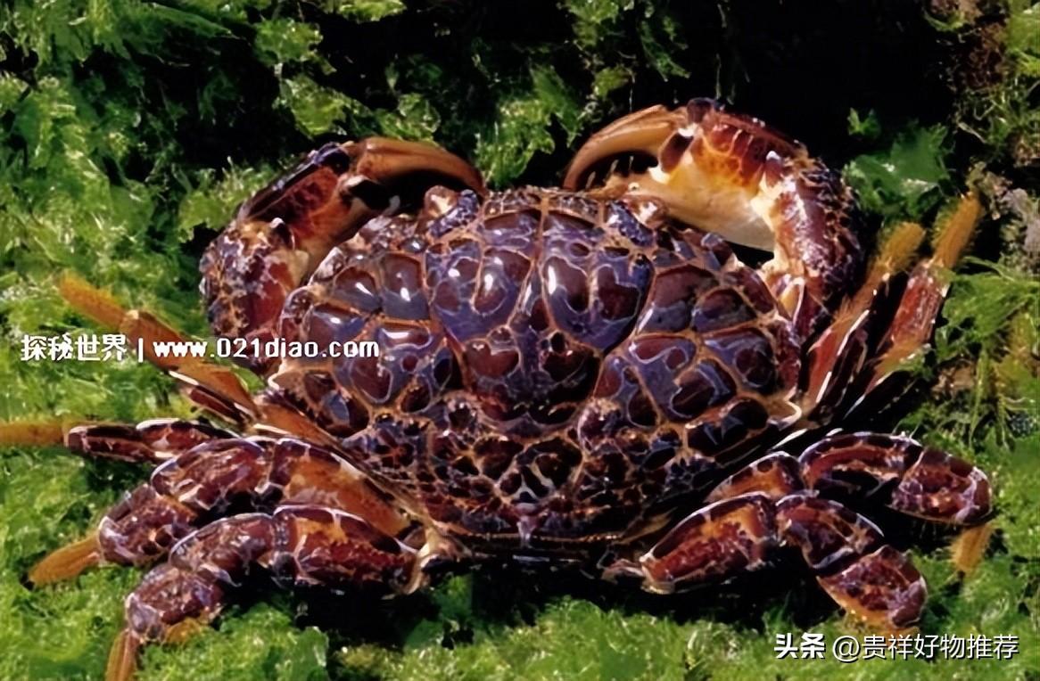 世界上最危险的螃蟹是什么样的（十大世界上最危险的螃蟹排名，埋扇蟹毒性强如眼镜蛇）