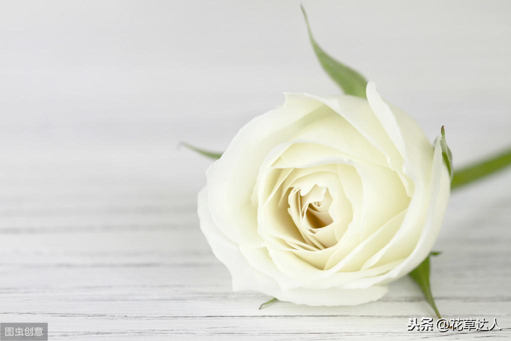 白玫瑰花语是什么意思啊（白玫瑰的花语是什么 不同数量的白玫瑰都代表什么含义）