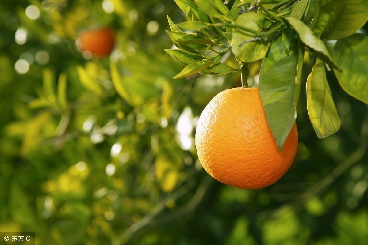 橙子树施什么肥料最好（脐橙如何施肥效果最好？把握好这几次关键施肥期！）