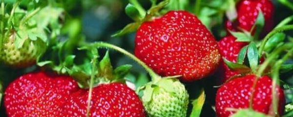草莓种植技术与管理(草莓种植技术及日常管理)