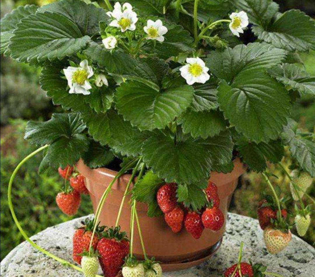 阳台盆栽草莓种植技巧，掌握4点，盆盆爆满，果实挂满枝，简单易学 - 哔哩哔哩