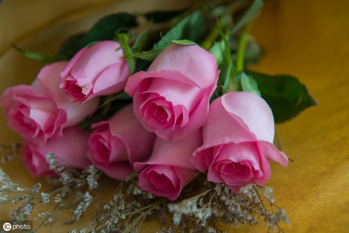 黑纱玫瑰花束图片,玫瑰花束图片,11朵玫瑰花束图片(第6页)_大山谷图库