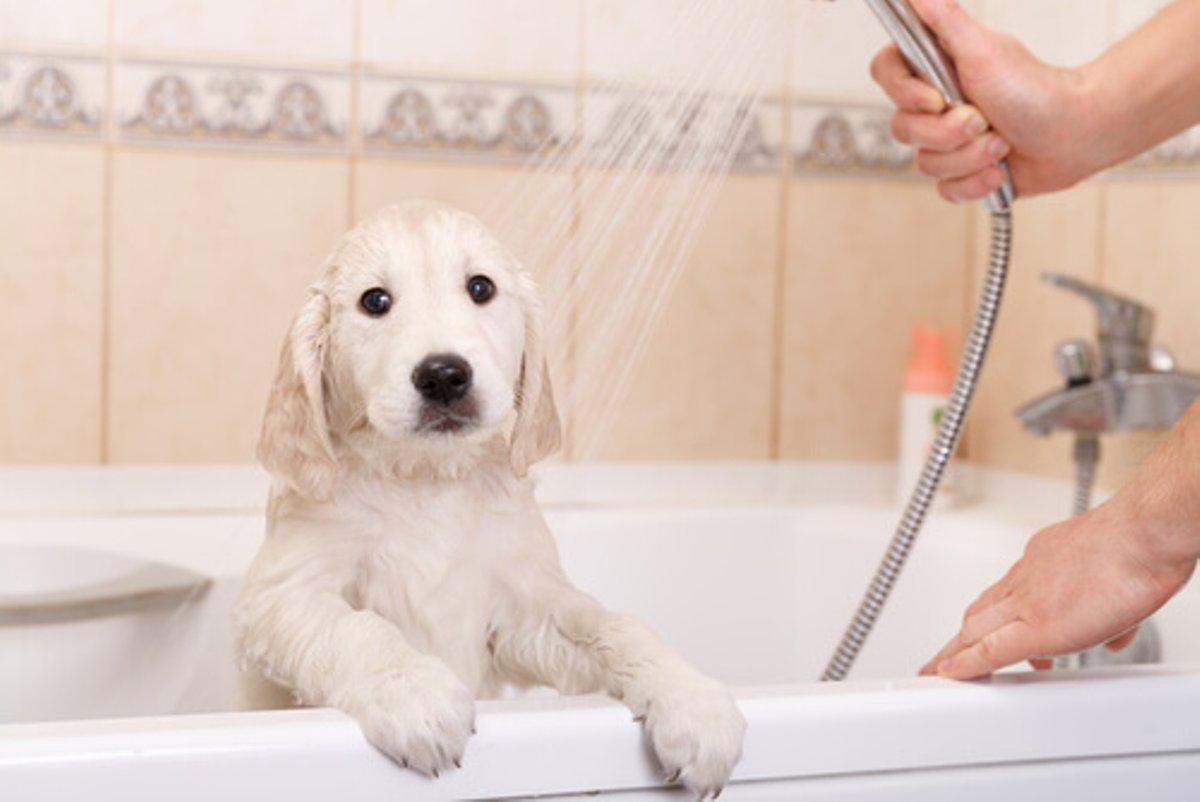 幼狗正常体温是多少? 冬天这3种狗狗最好别洗澡