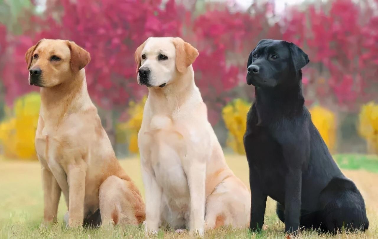 拉布拉多犬有多少种颜色?哪种最贵?不同颜色有不同特点
