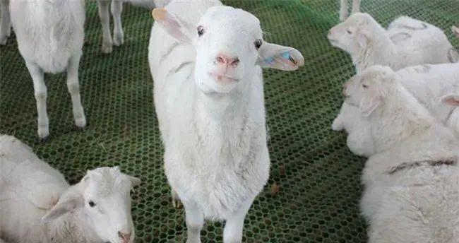一般羊一窝能生几个孩子 ？母羊配种的方式与方法