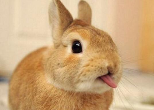兔子的智商相当于人类几岁 ？兔子的智商相当于四岁儿童，与它们的生活是这样的！