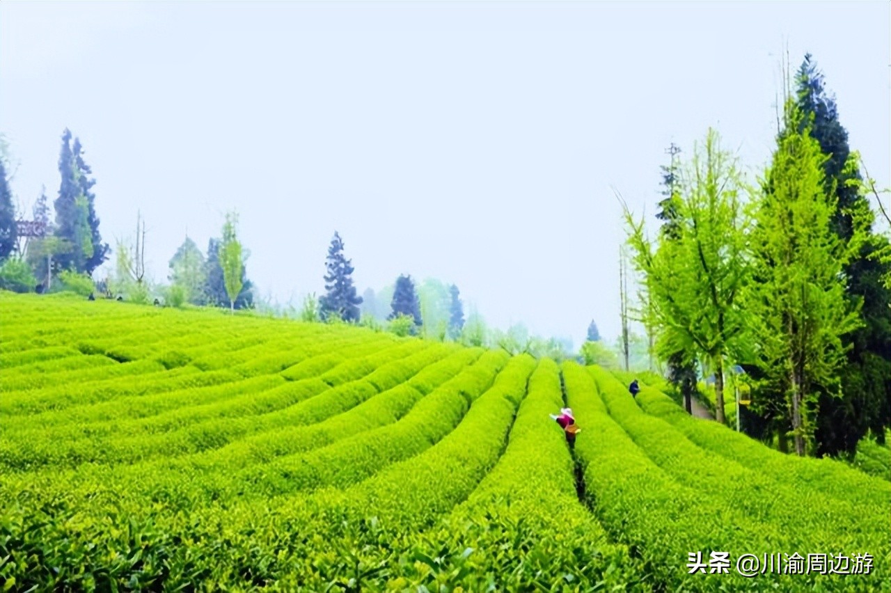 重庆8000亩茶园，景美人少不收门票，却少有游客知道
