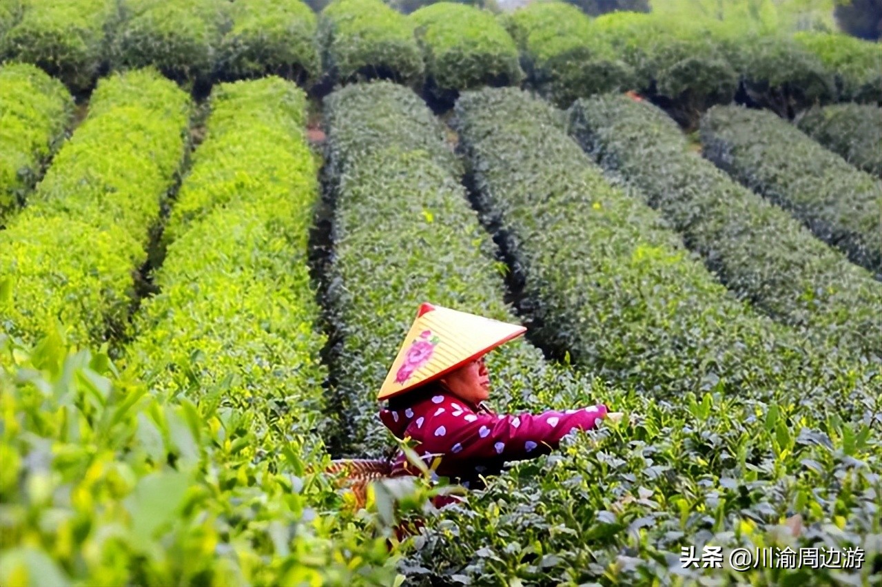 重庆8000亩茶园，景美人少不收门票，却少有游客知道