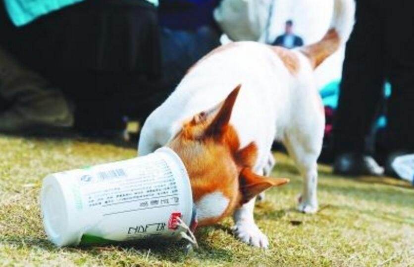 狗狗到底能不能喝酸奶？这些知识，宠主现在知道都不晚