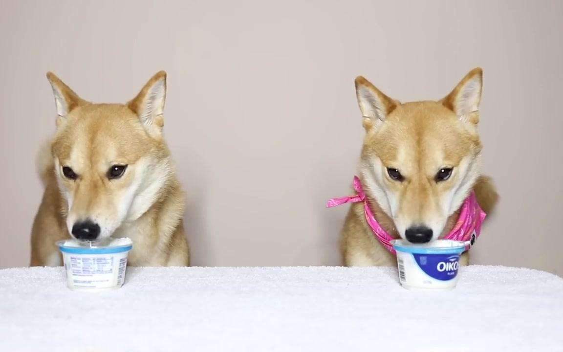 狗狗到底能不能喝酸奶？这些知识，宠主现在知道都不晚