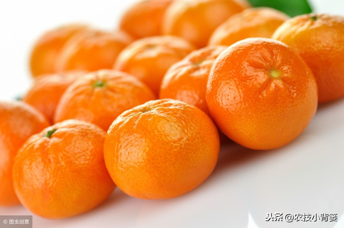 你知道橘子和桔子到底有什么区别联系吗？很多人可能都搞不清！