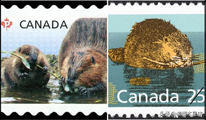 加拿大的法定象征性动物为何是河狸？
