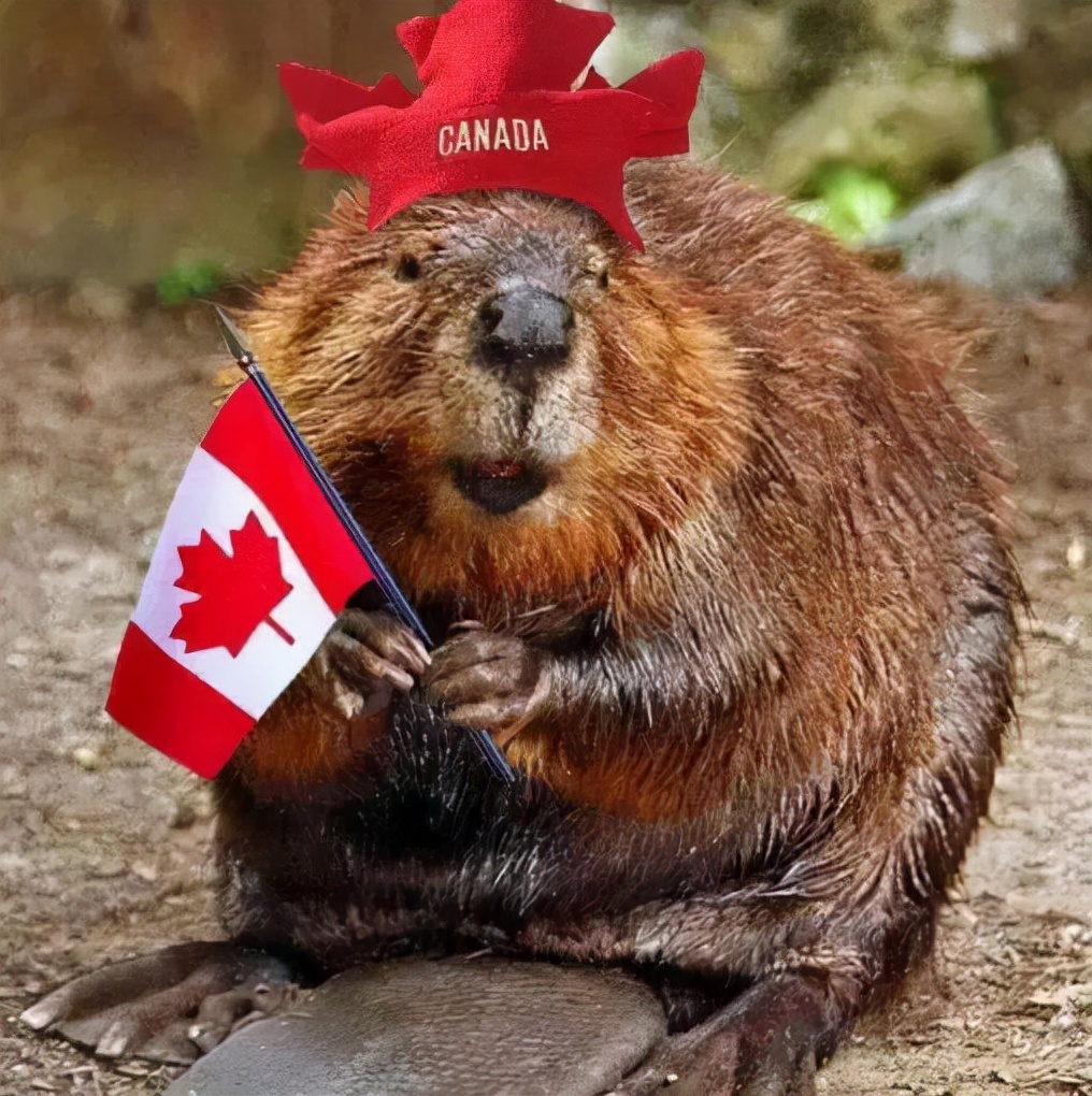 加拿大代表动物，海狸外形酷似巨型老鼠