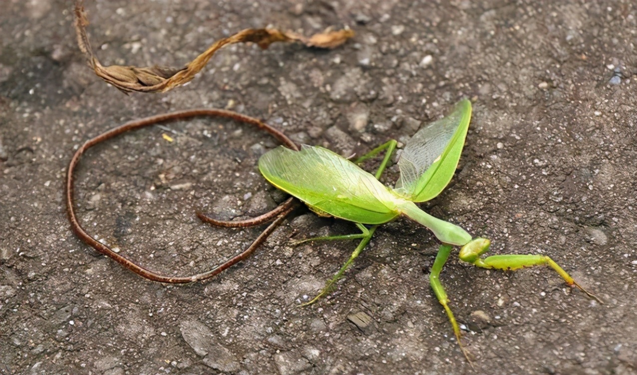 铁线虫：一种能操控螳螂“投水自杀”的生物，它能否操控人类？