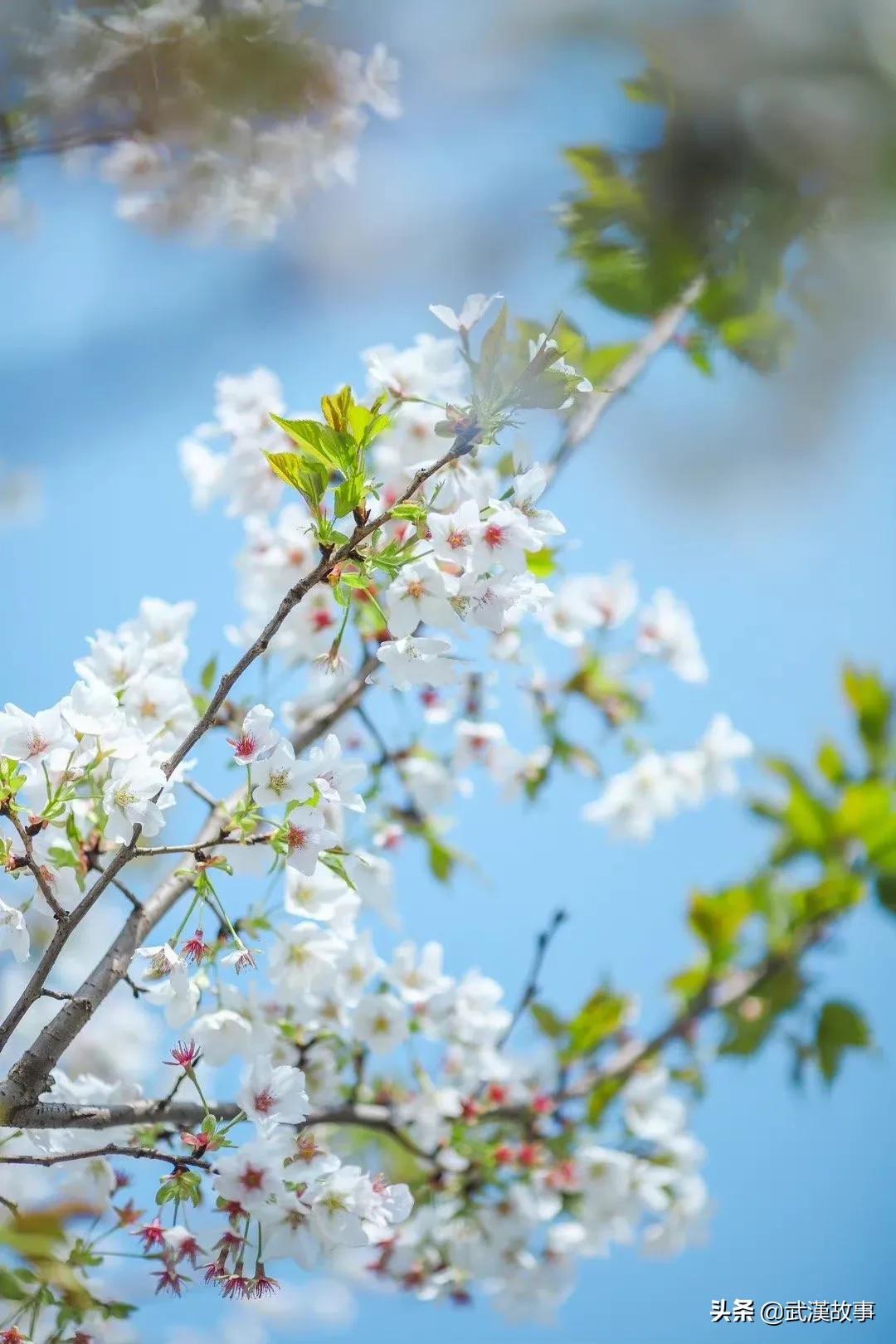武汉大学官宣：今年樱花盛开期间不对社会公众开放校园