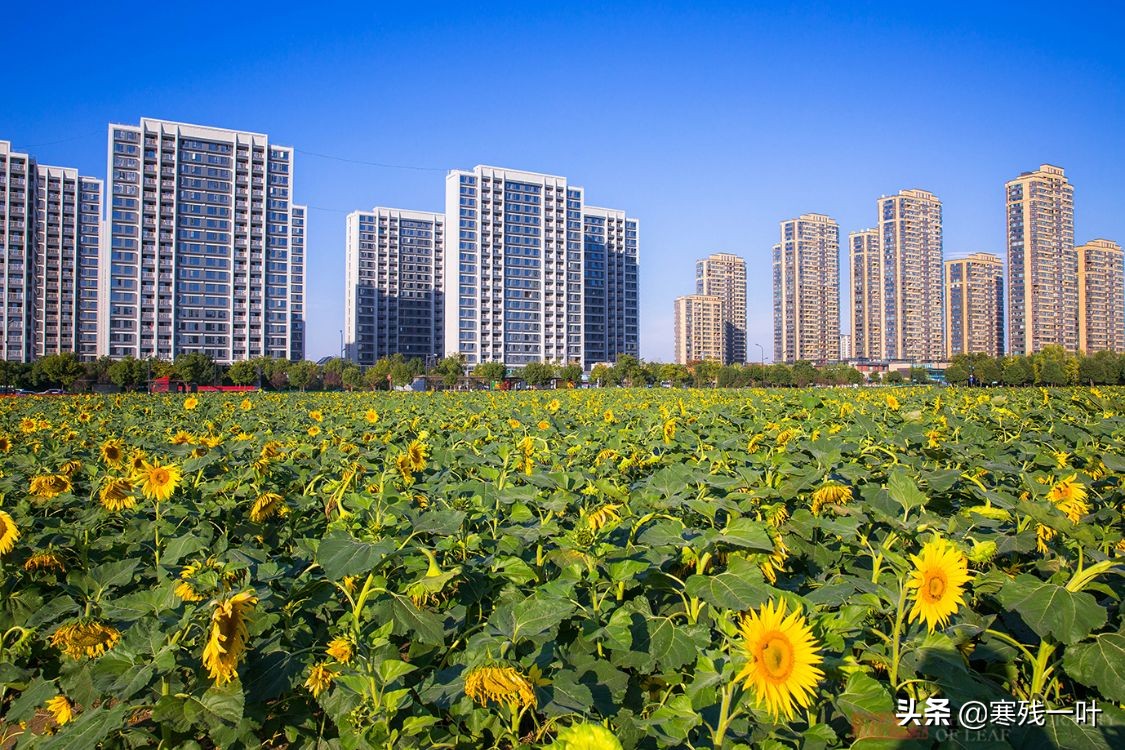杭州又一网红打卡地，260亩超大面积向日葵花海，太美了就在城北