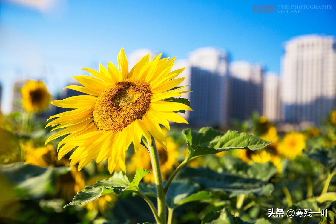 杭州又一网红打卡地，260亩超大面积向日葵花海，太美了就在城北