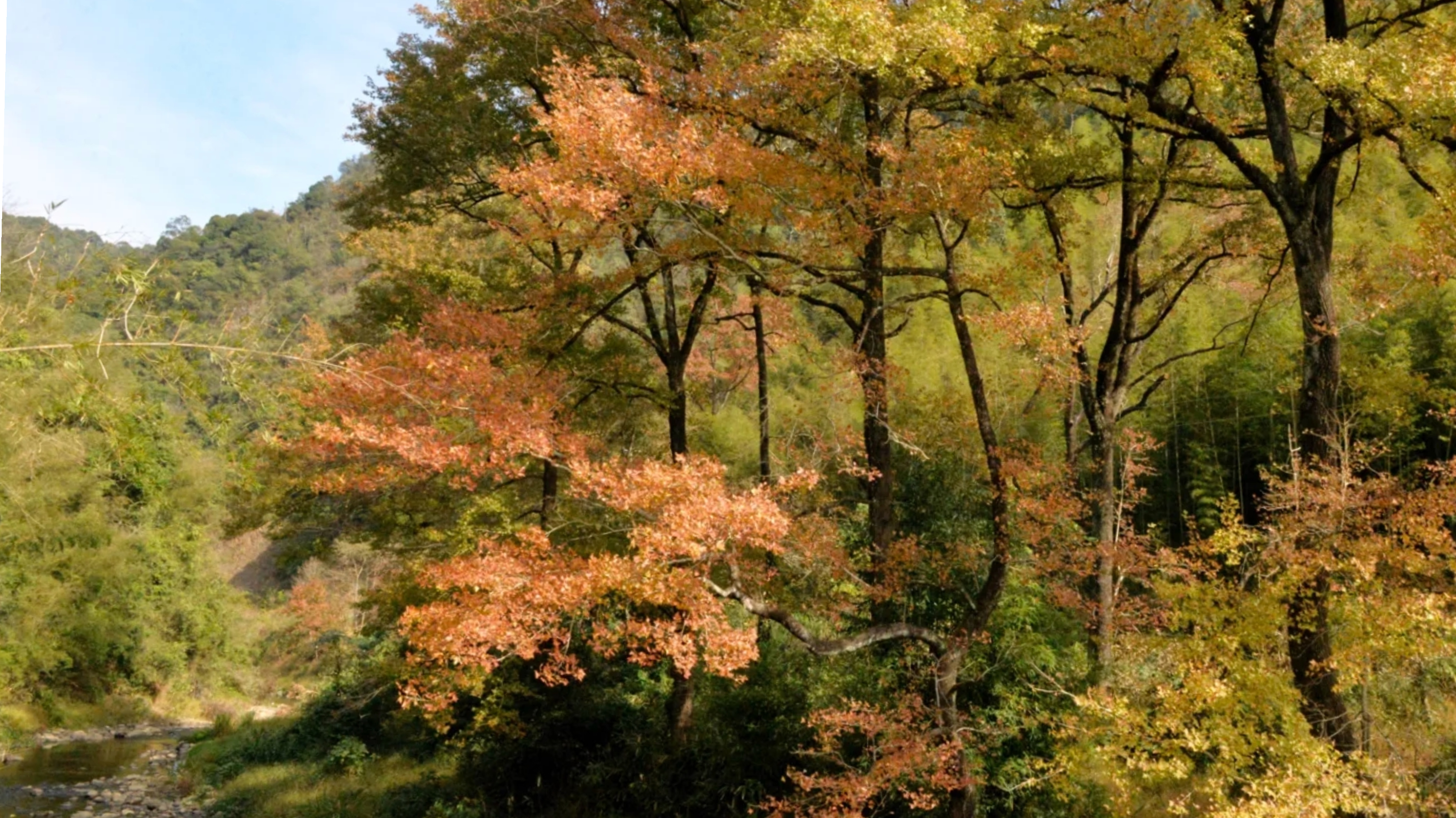 广东“小香山”石门森林公园枫叶快红了，民宿也找好了，先收藏吧