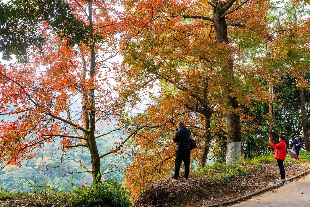 广州近郊竟有如此壮观的枫林，处处流露着岭南罕见的秋意