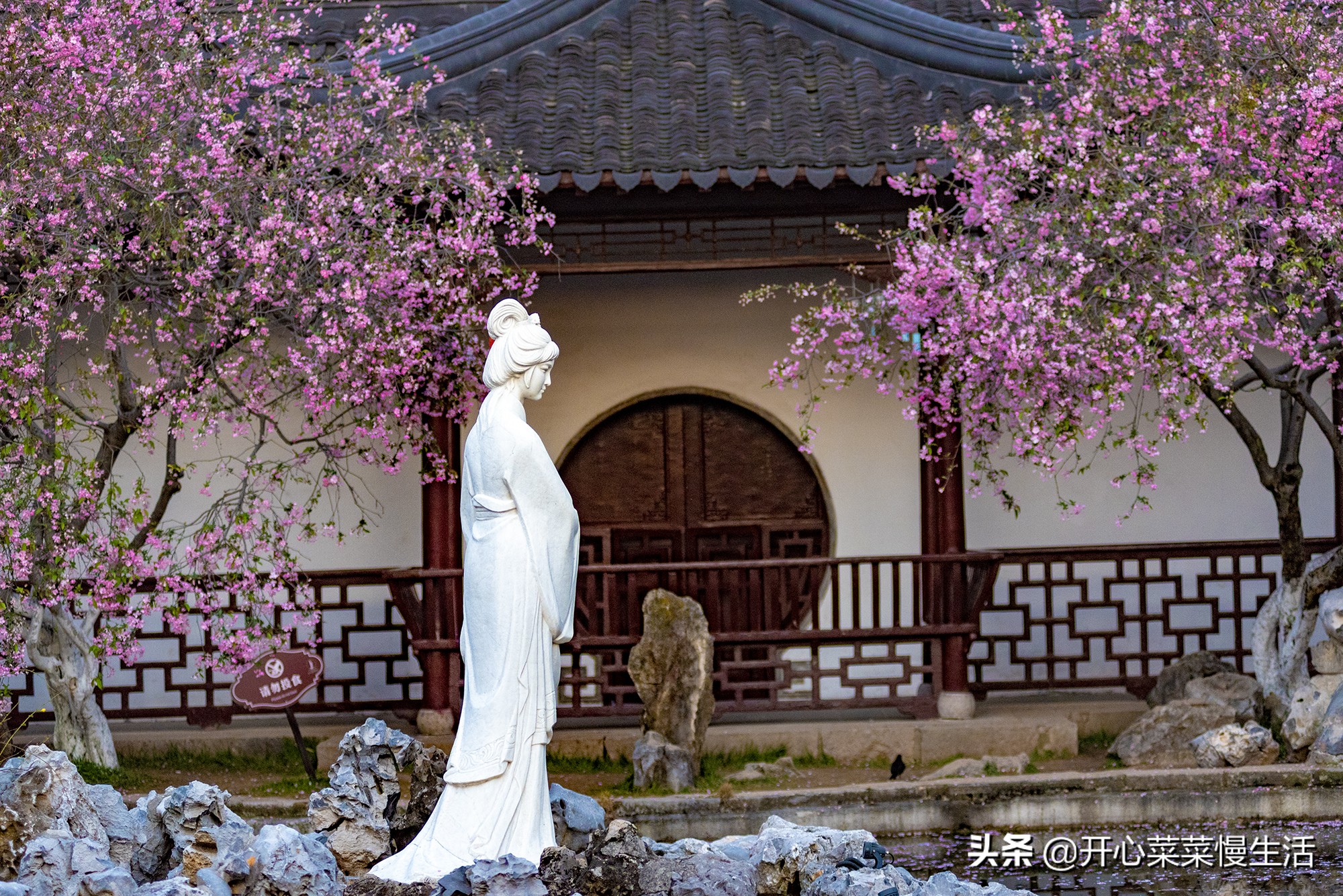 南京4处赏樱胜地，其中一处铺满3.5公里，美到极致，却没啥人