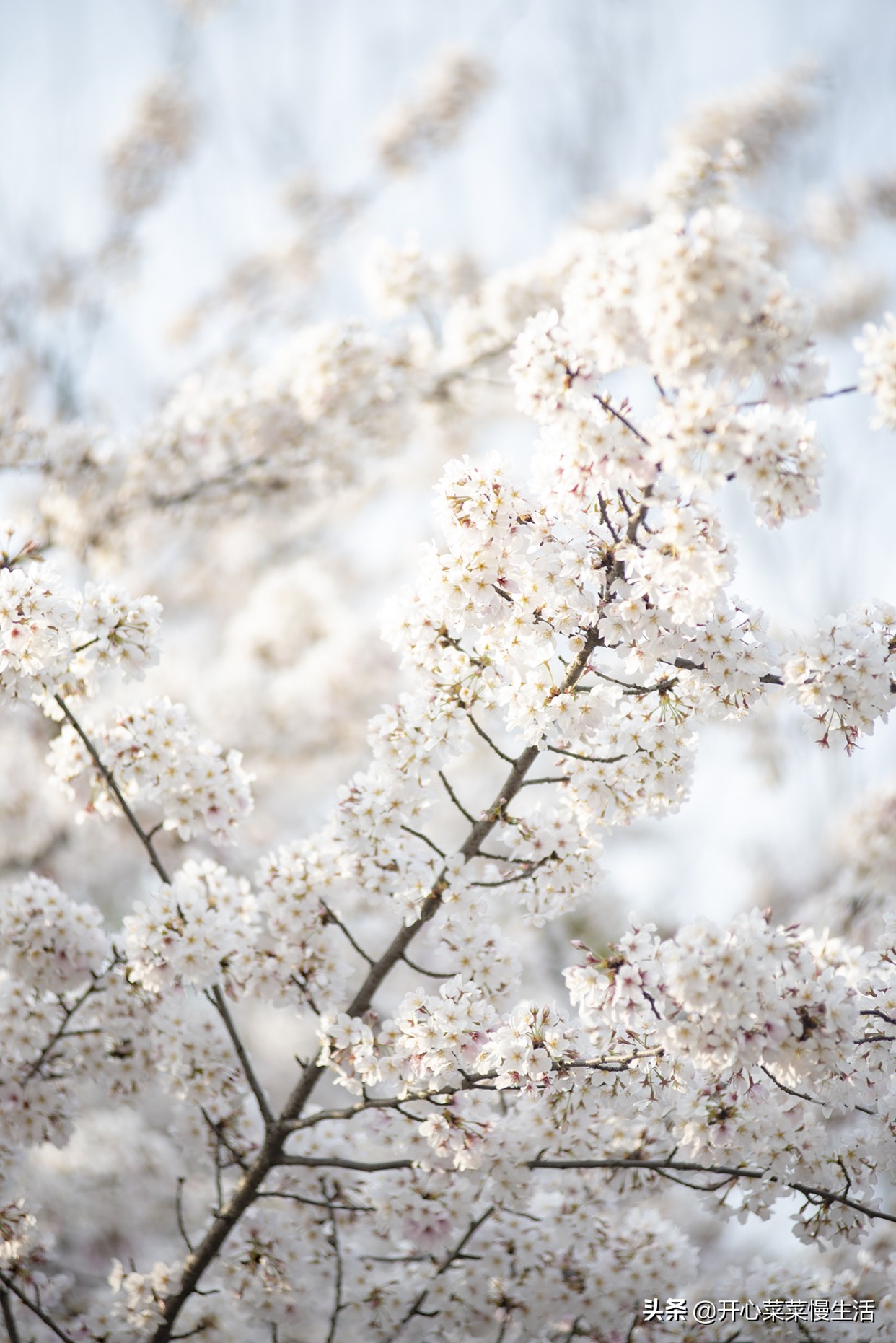 南京4处赏樱胜地，其中一处铺满3.5公里，美到极致，却没啥人
