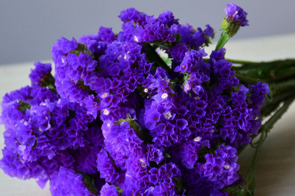 过情人节，送什么花，紫罗兰则象征永恒的爱情