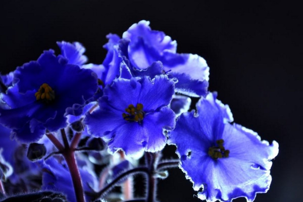 过情人节，送什么花，紫罗兰则象征永恒的爱情