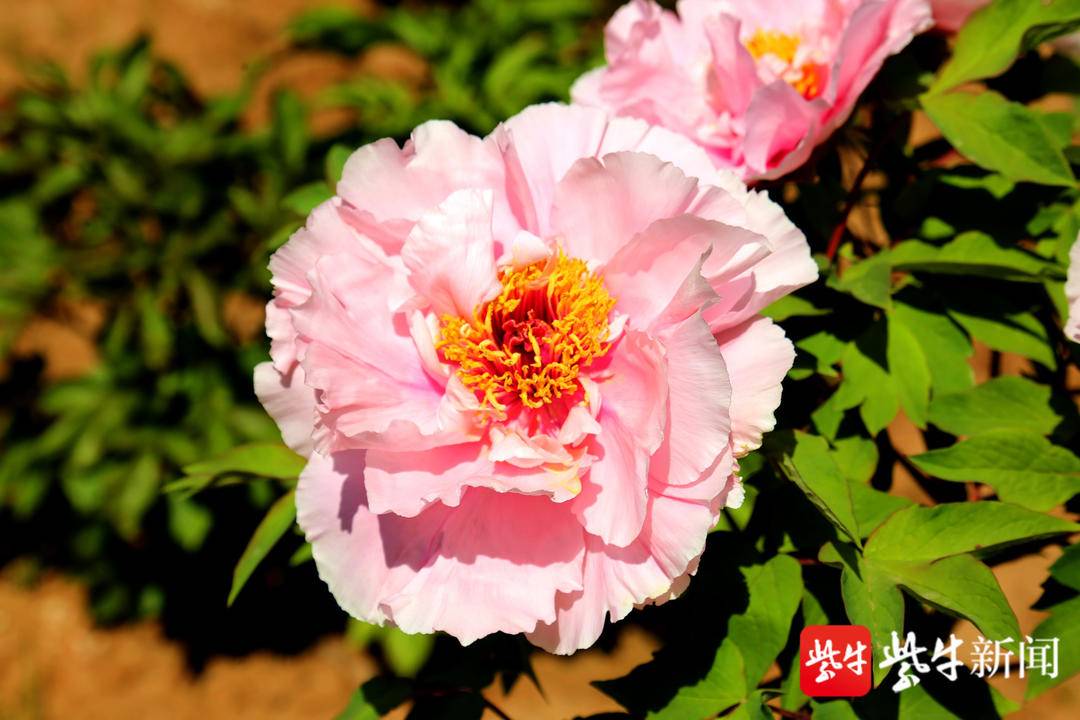 南京古林公园里，牡丹花悄然绽放清香扑鼻